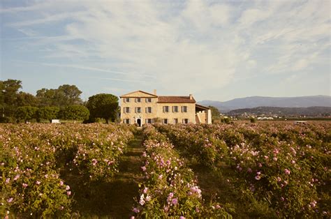 casis chanel flower field|We Visited Chanel’s Dreamy Rose Fields in Grasse .